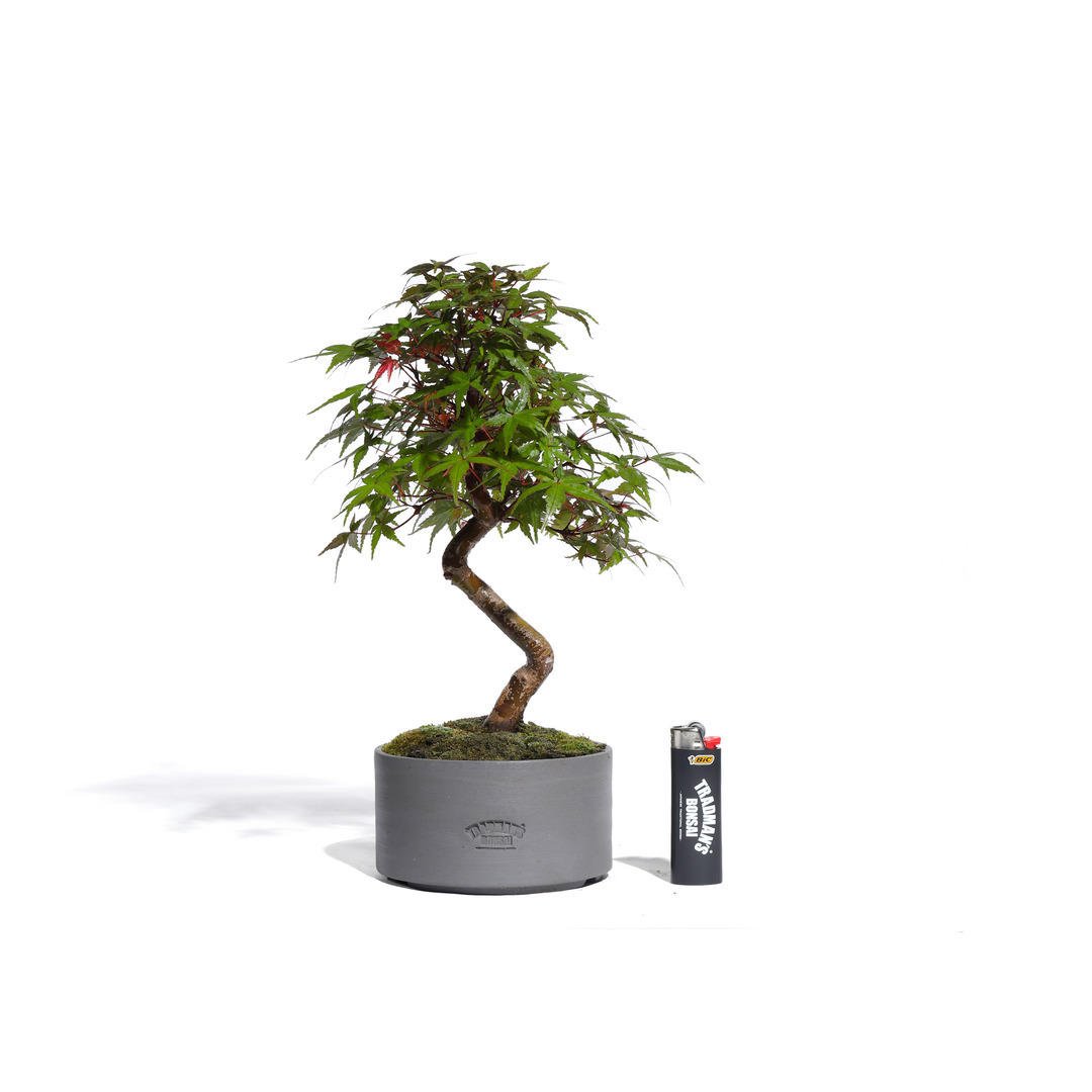 もみじまるさん　専用　ワンイボ もみじ -Japanese maple- （推定樹齢10年）-M0019-｜TRADMAN'S BONSAI